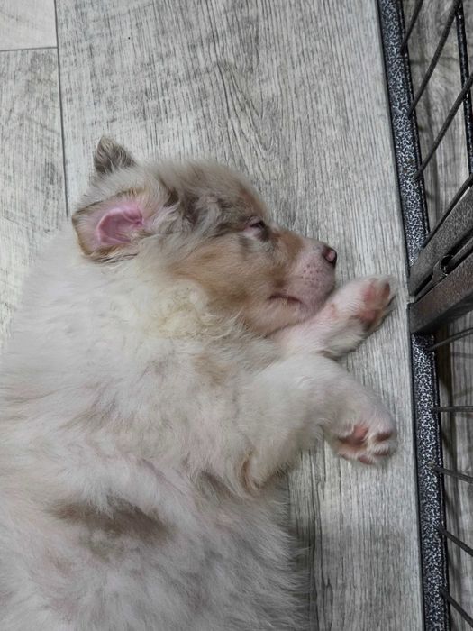 Sunia Border Collie Lilac Merle