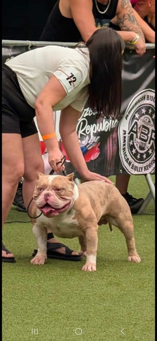 American bully abkc
