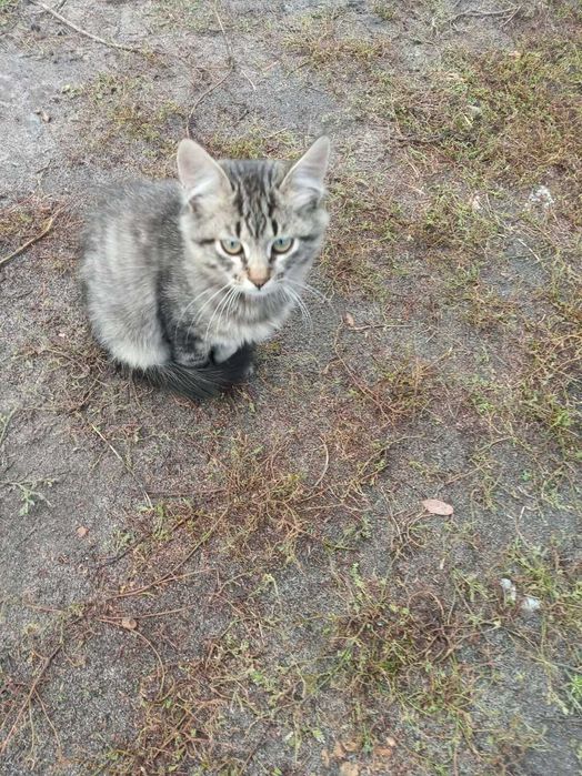 Віддамо кошенят в хороші руки