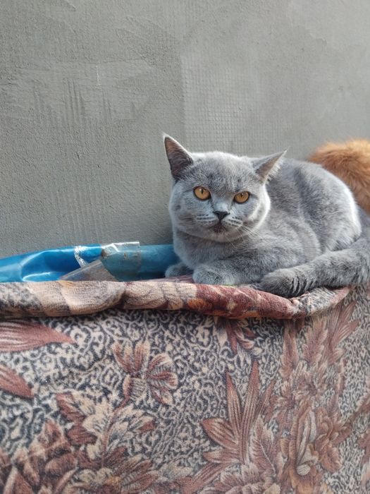Метис котенок продам.Харьков