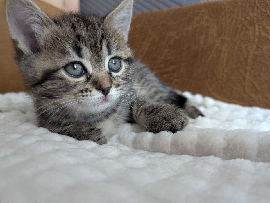 Котята приучені до туалету