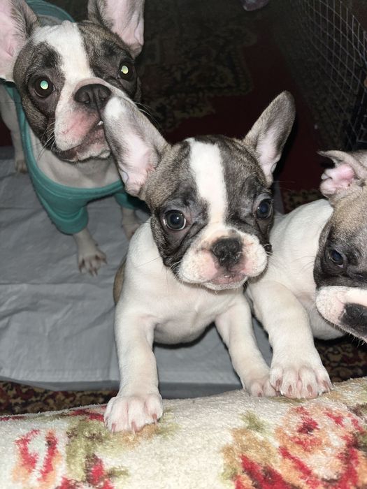 Малыши Французики