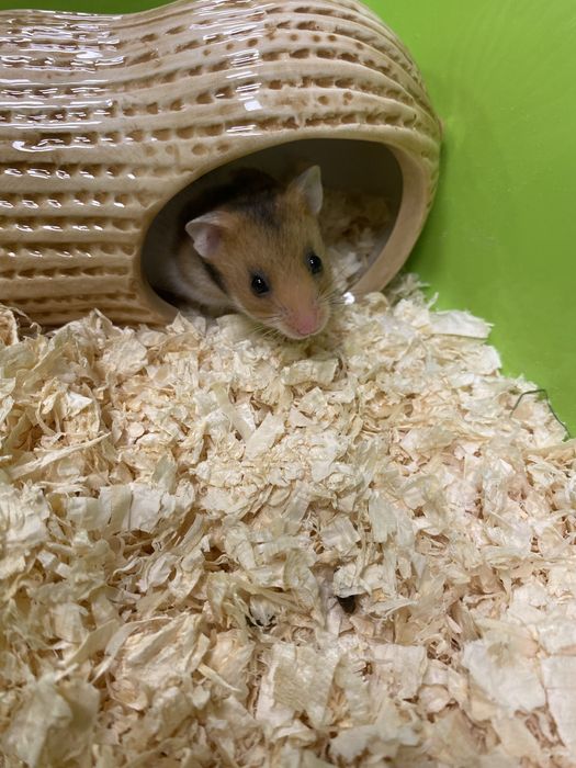 Chomik syryjski samiec trikolor różne odmiany