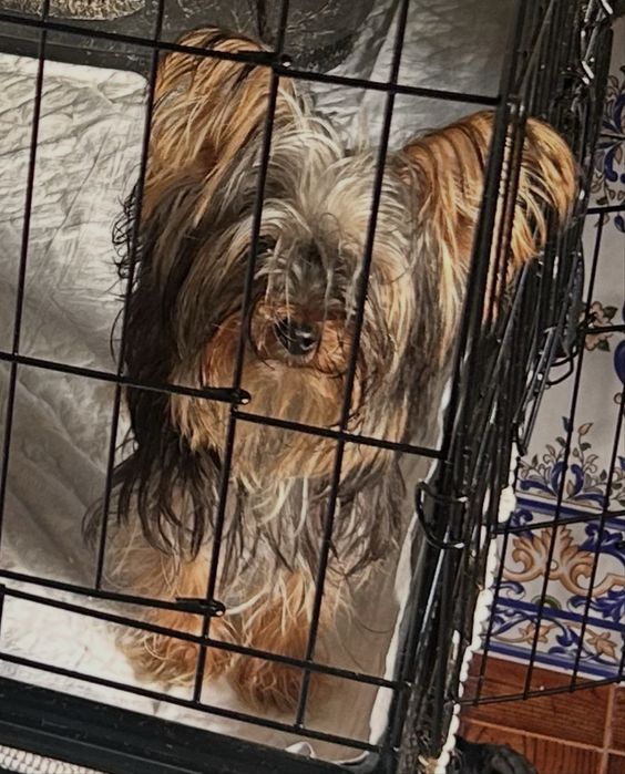 Femea Mini Yorkshire Terrier