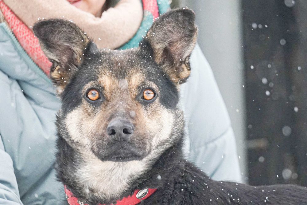 Limka - super sunia szuka domu