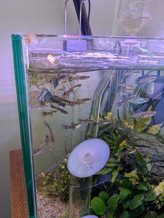 Pack  10  Guppys  juvenis