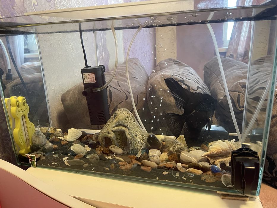 Аквариум рыбка скалярия