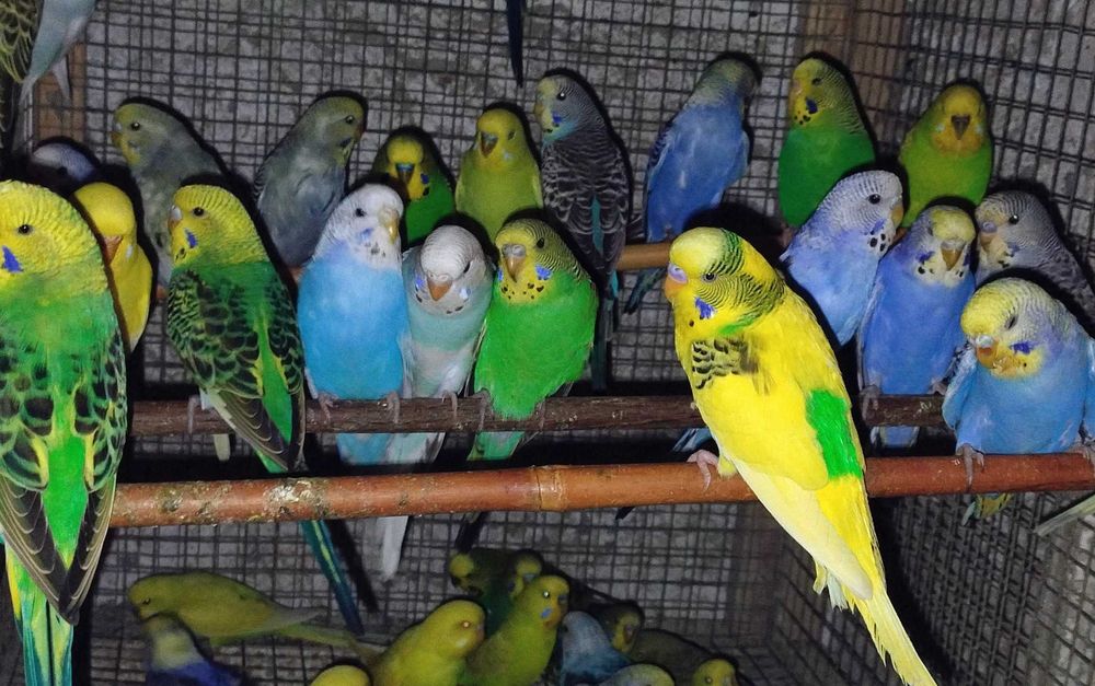 Papugi faliste,nimfy, alexy