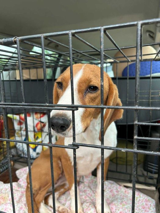 Gończy chorwacki do adopcji