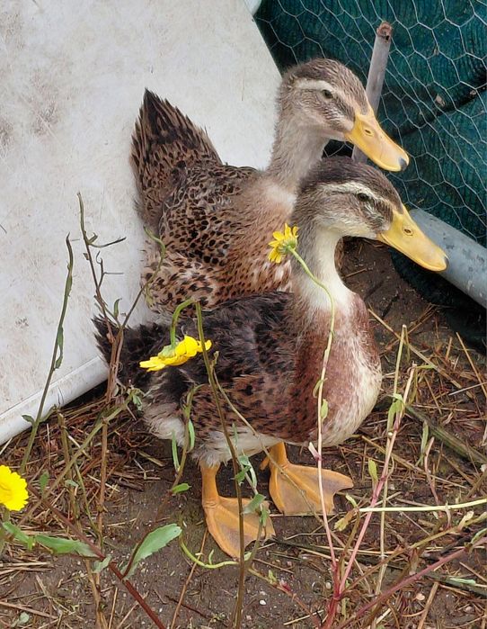 Casal Patos rouen