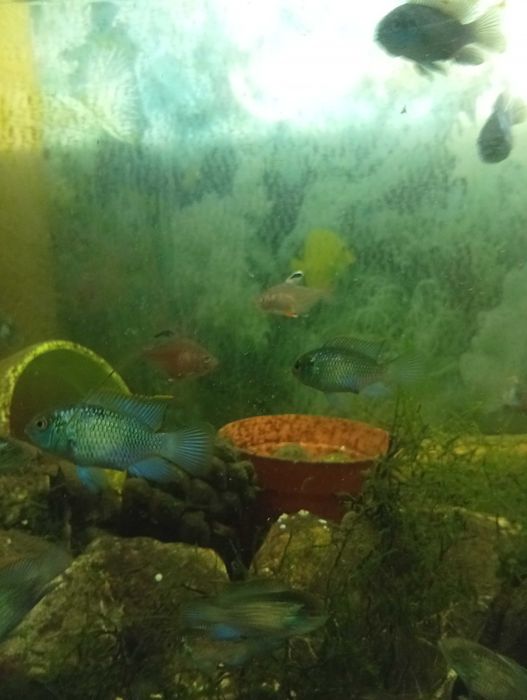 Rybki akwariowe pielegnice