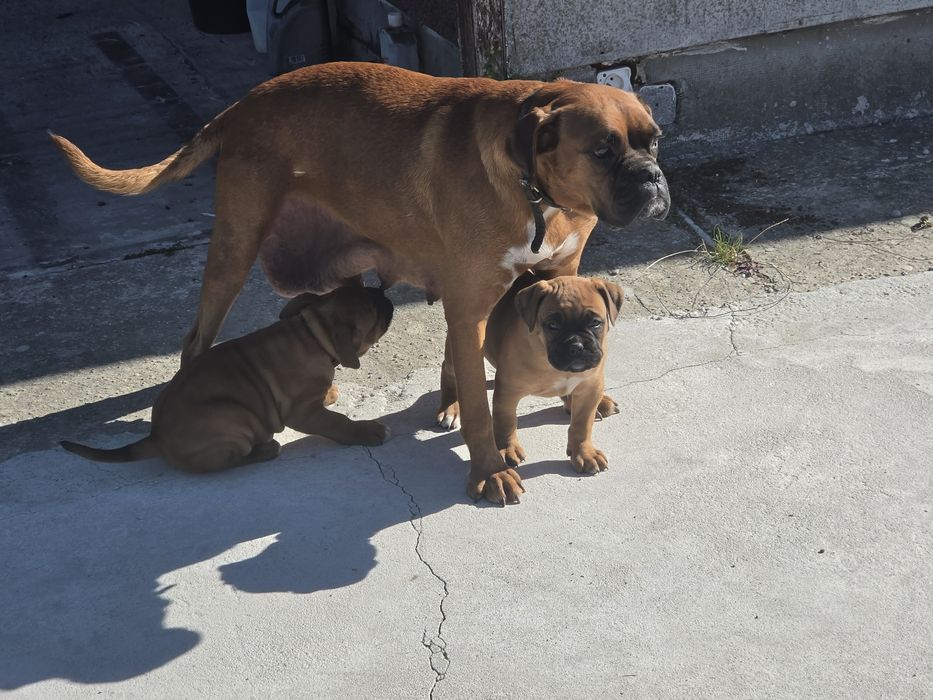Rezerwacja Bokser rezerwacja na 2 pieski