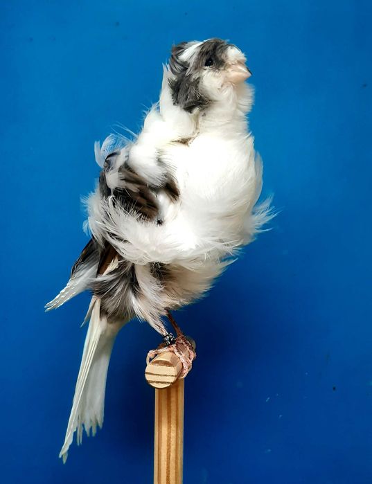 Canários frisados parisienses