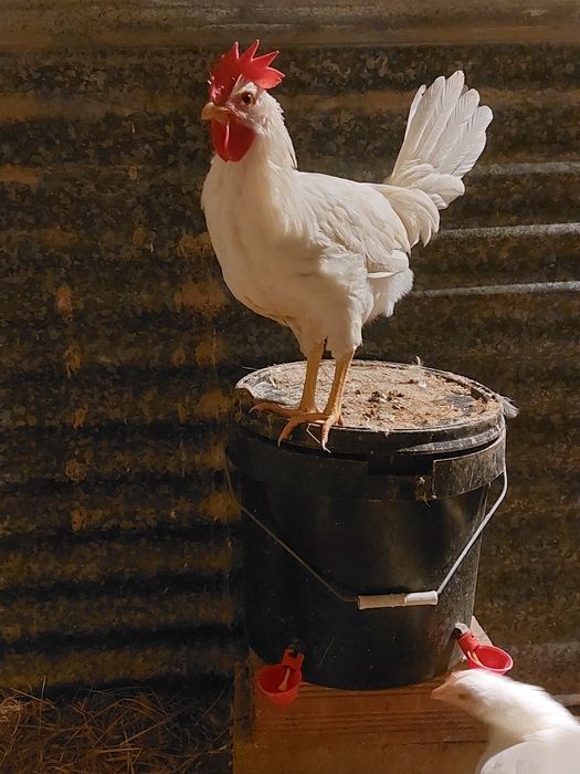 Casal Leghorn Branca Puros !!!