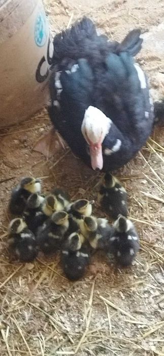 Vendo patos  Toulouse patos de carne ninhada a sair  daqui um mês