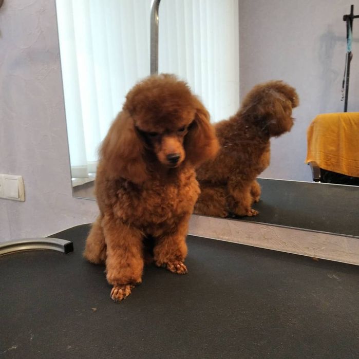 Стрижка собак. Тримминг. Груминг.