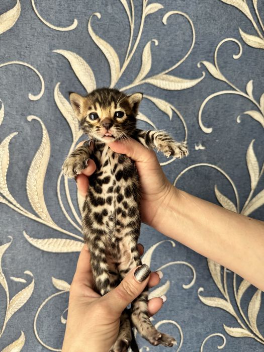 Котята бенгальские с документами