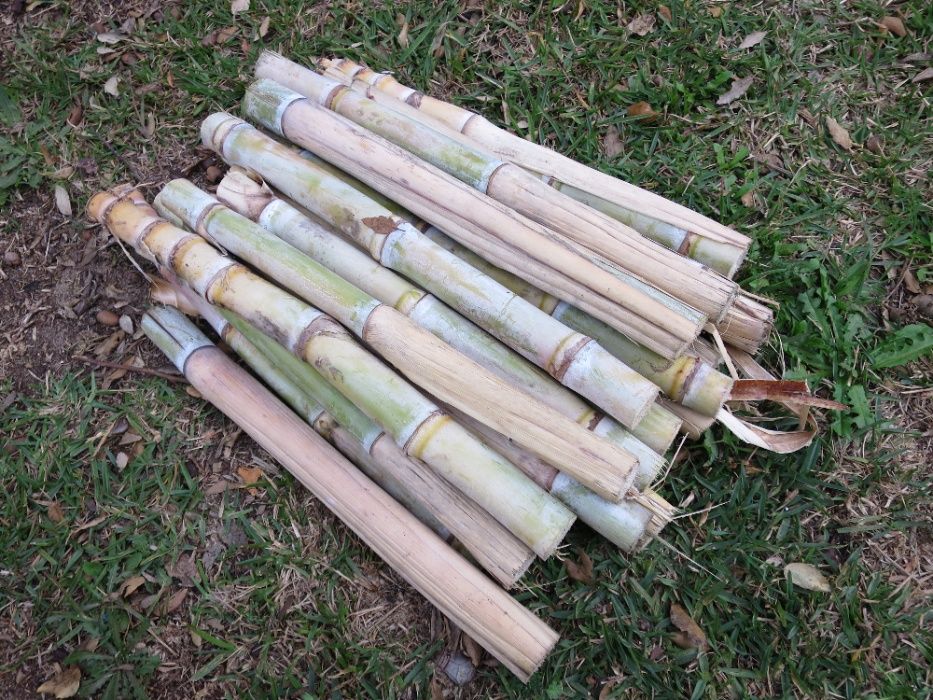 Planta cana de açúcar / sacarina para plantar