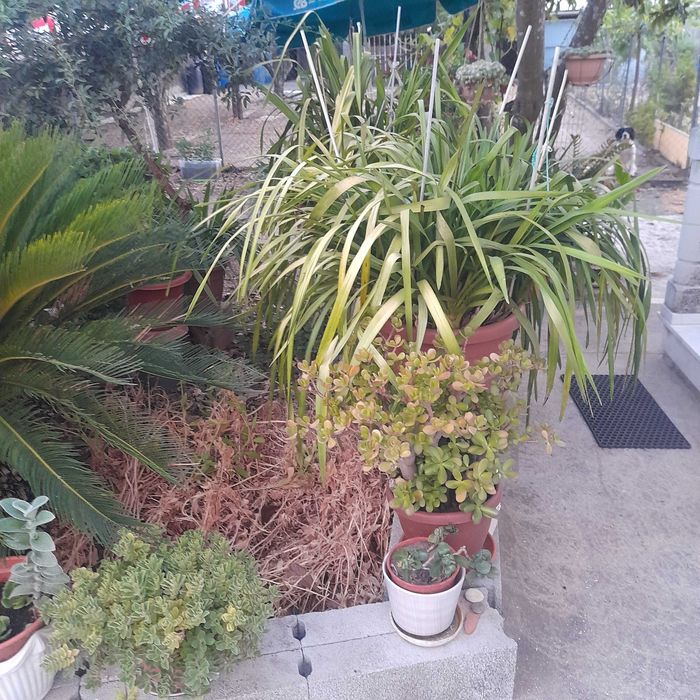 Plantas e flores