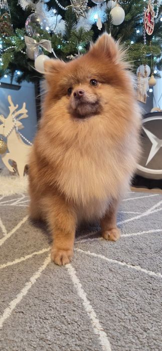 Choco fawn piesek pomeranian