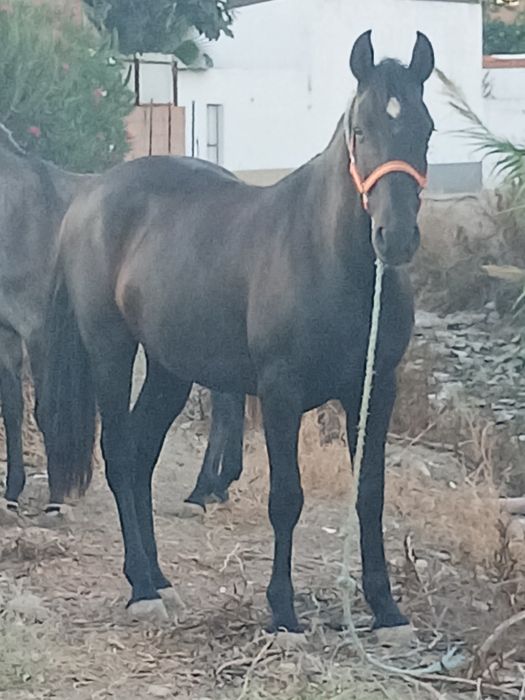 Vendo cavalo castrado 6 anos
