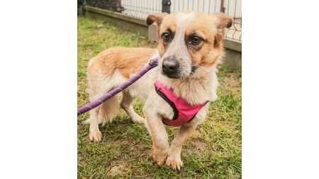 Mały (5kg), ŁAGODNY pies- możliwy dowóz