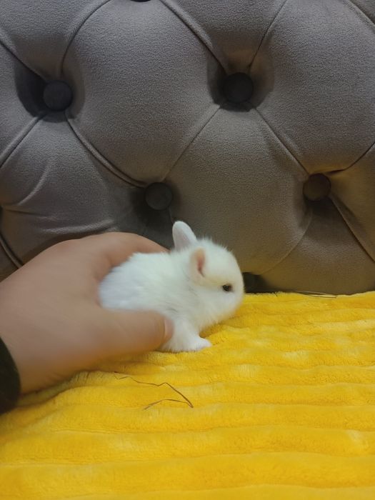 Карликові кролики,міні кролики,мініатюрні кролики,карликові міні кроли