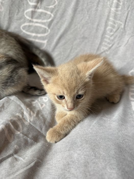 Коти.Котики.Віддам безкоштовно в добрі руки
