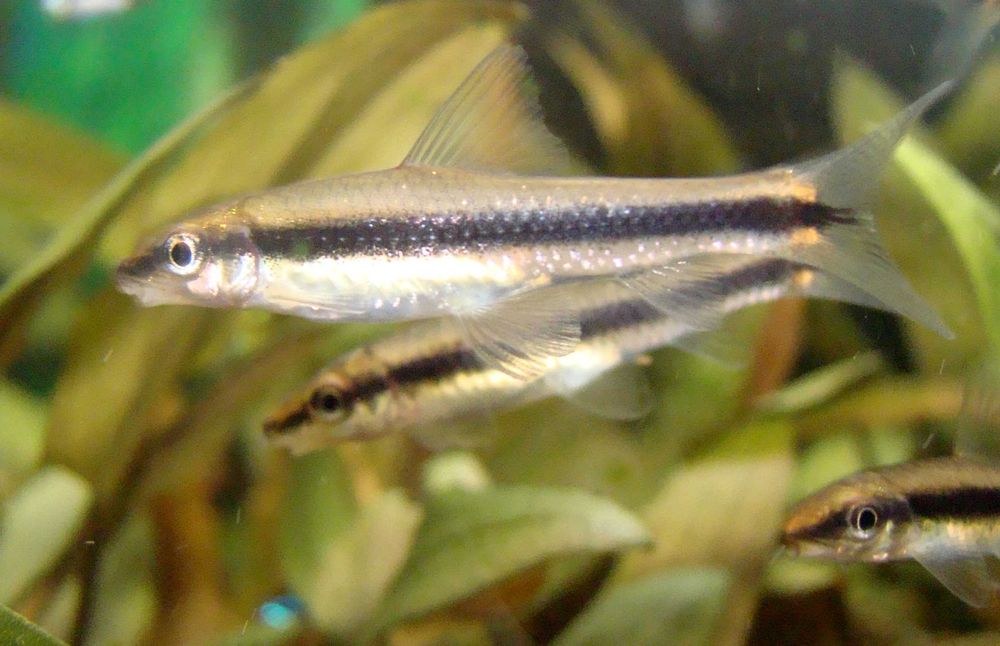 Grubowarg syjamski ryba kosiarka