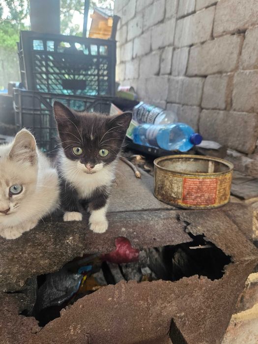 Віддамо 3 кошенят. Вік кожного: 1 місяць