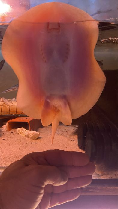 TABU Potamotrygon pearl jabutti albino
