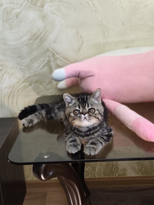 Хлопчик екзотичний