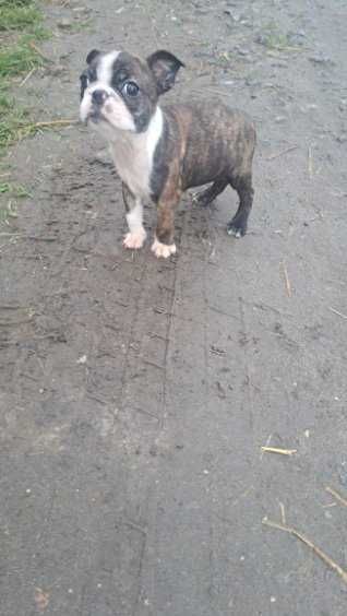 Boston Terrier suczka z rodowodem