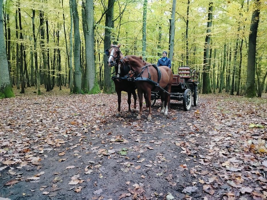 Sprzedam klacz .