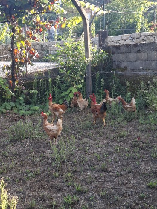 Vendo galos do campo