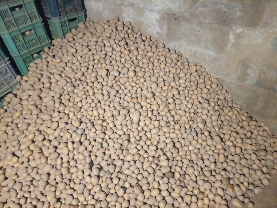 Ziemniaki wielkość sadzeniaka otolia