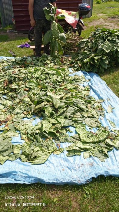 Продам насіння махорки.