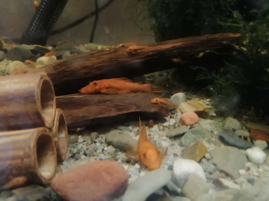 Glonojad ancistrus czerwony-młodziki