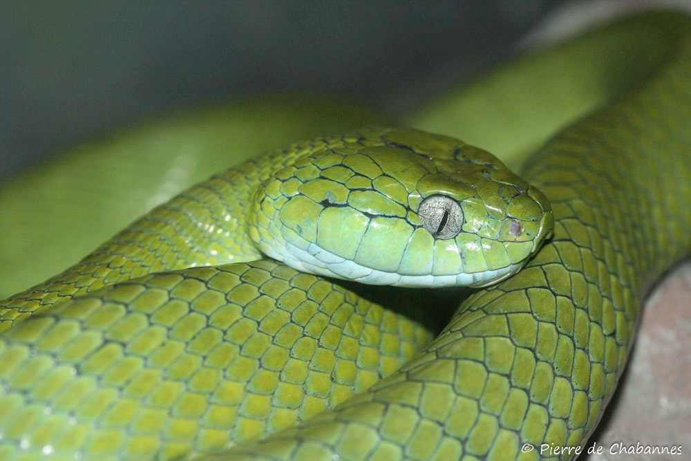 Wąż nadrzewny zielony Boiga Cyanea - młody samczyk