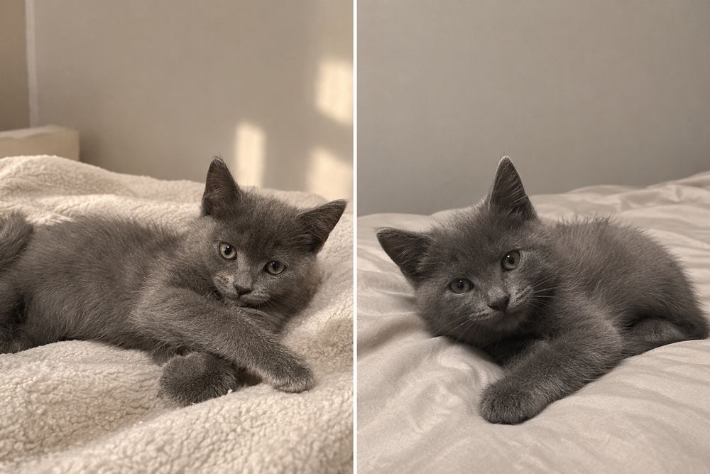 Отдам котят бесплатно