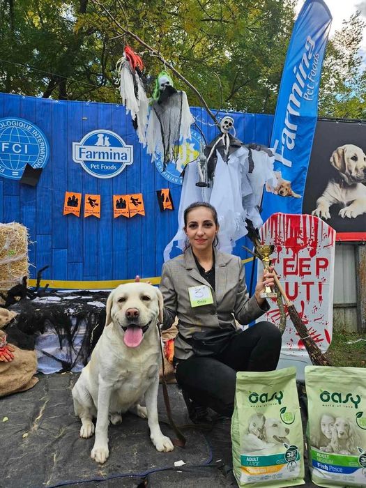 Дрессировка собак. Хендлинг