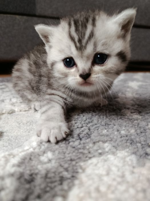 Кошенята блу поінт і срібляста шиншила