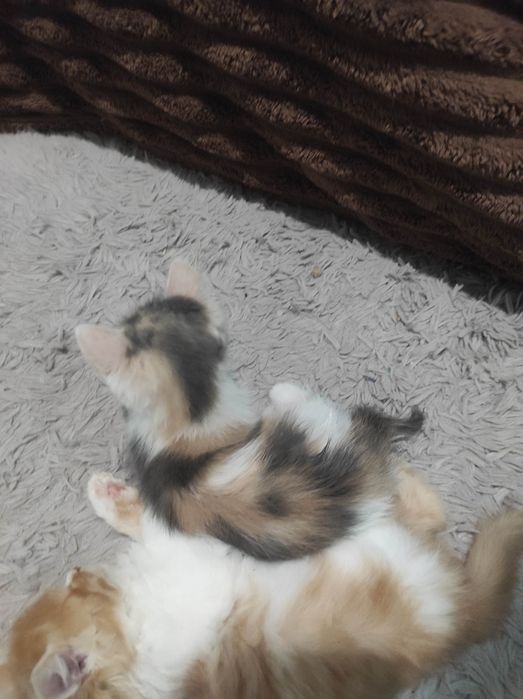 Отдам котят бесплатно