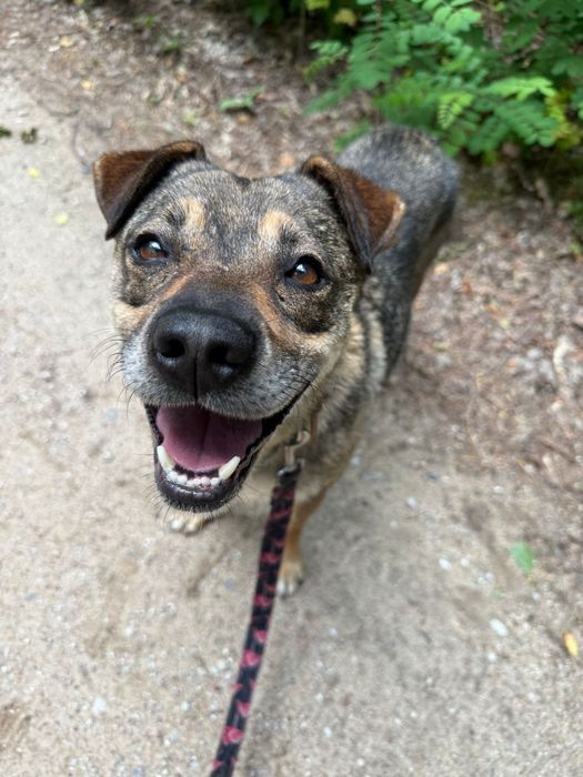 Spokojny pies do adopcji – wierny towarzysz na lata