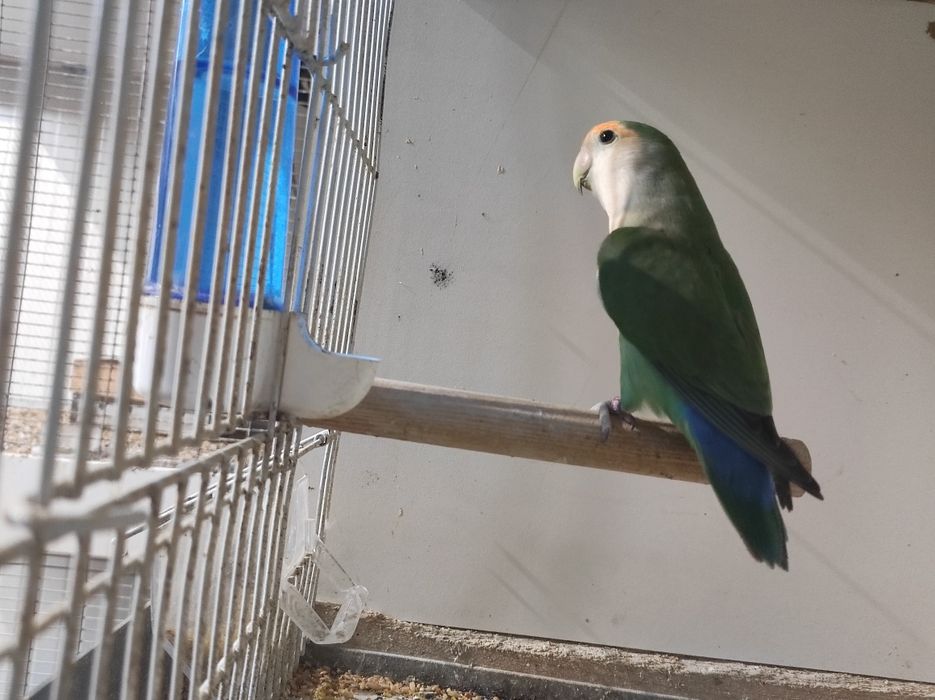 Agapórni rosseicolis