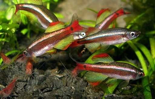 GB Kardynałek Chiński | Pakiet 50+ szt.