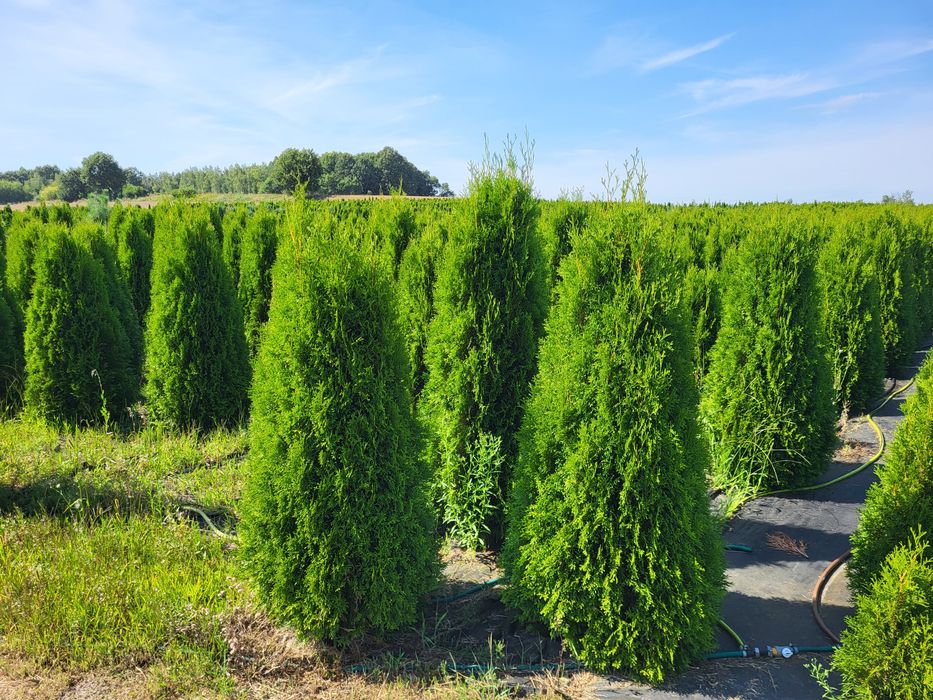 Katalpa, Katalpy, Surmia, Drzewka ozdobne PROMOCJA