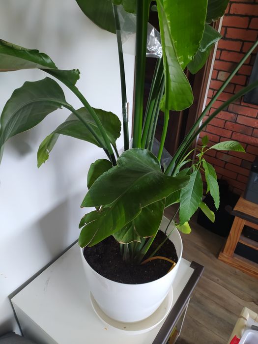 strelicja nicolay biała