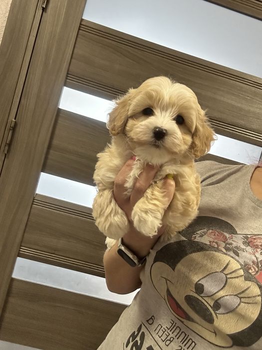 Карамельный мальтипу мальчик