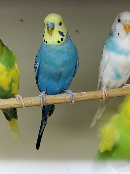 Papużki faliste (samce i samiczki)